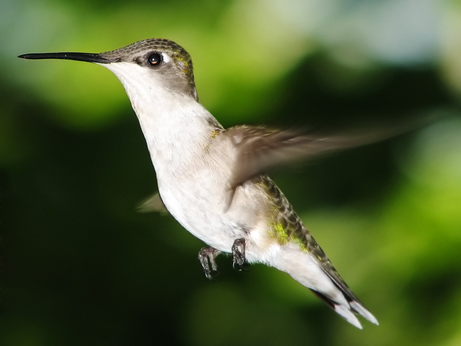 Google’s Hummingbird Update: What It Is, What It Means, And How It Affects Your SEO