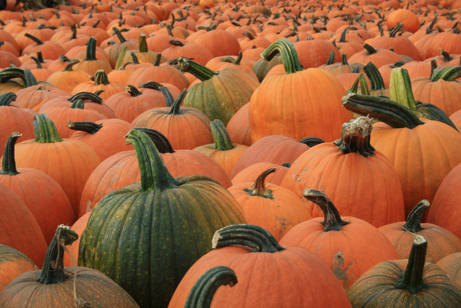 Why Small Businesses Need Content Marketing For Their SEO