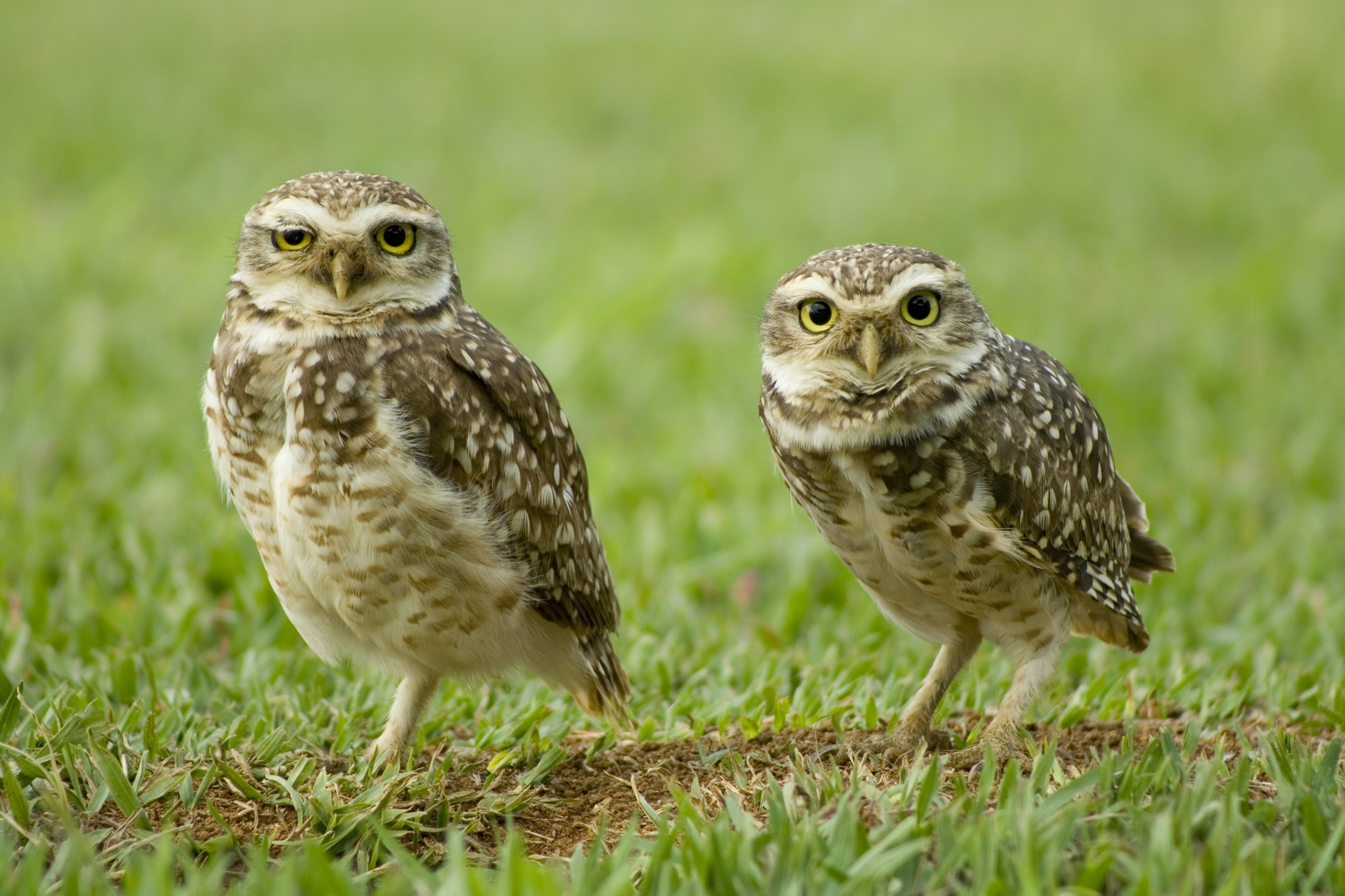 19 Ways to Effectively Use HootSuite: for CMOs & Marketing Managers